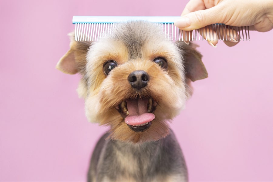 Grooming Essentials