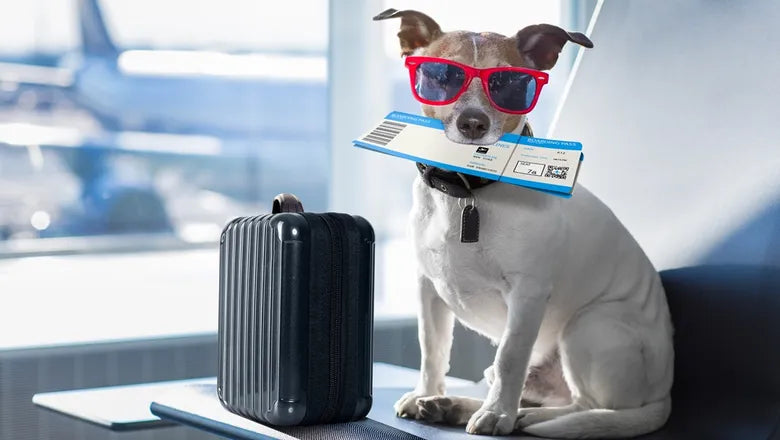 Travel-Friendly Grooming Essentials
